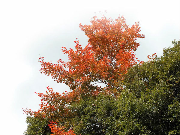 立冬楓香紅葉，美麗風(fēng)景