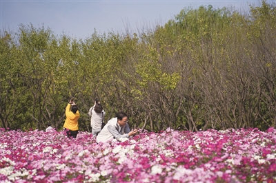 杭州這個(gè)口袋公園 看絕美波斯菊花海盛放