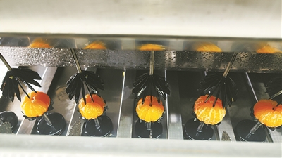 蜜橘罐頭加工機器代替人工分瓣