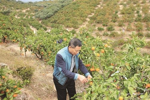 臺州涌泉蜜橘價(jià)漲20%，你買(mǎi)單了嗎？