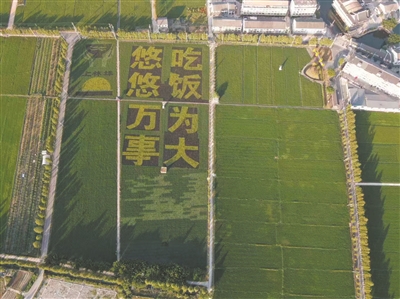 借力“藏糧于地” 助推“藏富于民”  平陽(yáng) 讓“中國飯碗”裝上更多“平陽(yáng)糧”