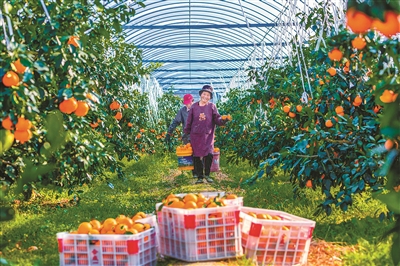升級換代，“紅美人”柑橘大棚里結出致富果
