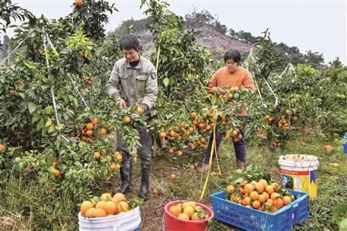 土地有流轉租金 務(wù)工有工資收益 仙居：柑橘“甜蜜”豐收