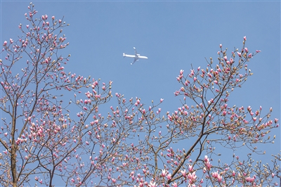 杭州植物園鎮園之寶 全球玉蘭界顏值擔當