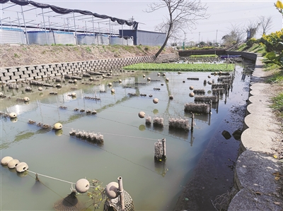昔日隱居深山，今朝重返江湖 兩地“賭約”召回一條小魚(yú)