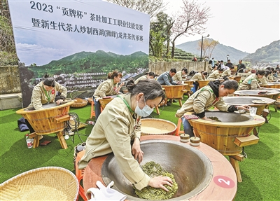 煥發(fā)新綠 西湖龍井群體種迎來(lái)大規模開(kāi)采 年輕一代已自信前行在傳承路上