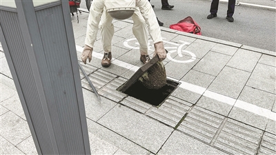 窨井蓋下安家，還傷了路人 蜂兄，你們咋想的？