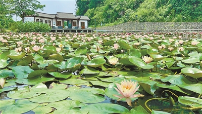 花期長(cháng)達5個(gè)月，可賞可食用 安吉神奇的“香水蓮花”