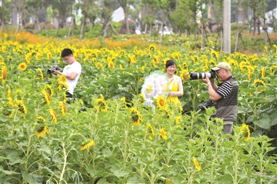 全市整治城鄉環(huán)境提升城市品質(zhì)成效明顯 昔日荒地變花海 白山福田展新顏