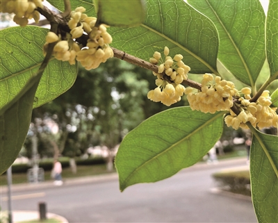 秋意正濃 桂花飄香  市區公園“賞桂地圖”出爐
