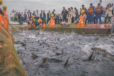 打造“三魚(yú)一蝦”保水共富品牌  文成舉辦首屆漁樂(lè )節發(fā)展淡水漁業(yè)