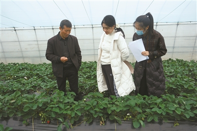 “速凍”模式即將開(kāi)啟  鎮海水果番茄農戶(hù)忙“御寒”