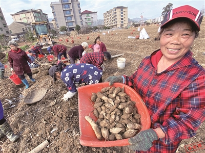 瑞安采取連片種植、機械化采收，每畝產(chǎn)出首次突破萬(wàn)元  溫郁金豐收也“豐金”