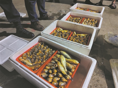 假游客 真魚(yú)販  警方破獲全國首例由休閑漁業(yè)公司組織的非法捕撈水產(chǎn)品案
