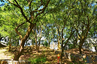 我市一地入選“省古樹(shù)名木文化公園”