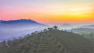 正月喝一杯溫州早茶  首屆中國（溫州）早春茶大會(huì )周六舉行