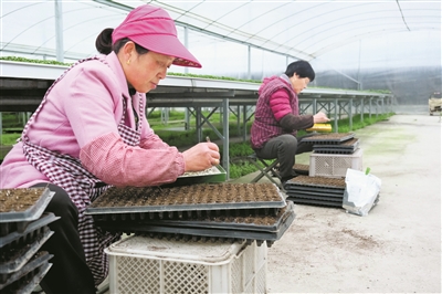 寧波最大花卉育苗基地 爭春“耕”新