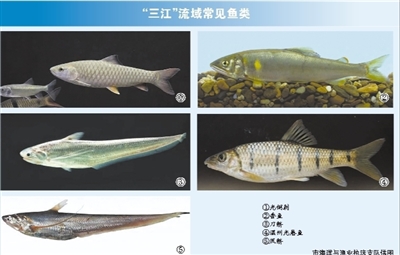 3月1日起暫別江鮮  甌江飛云江鰲江流域全面進(jìn)入禁漁期