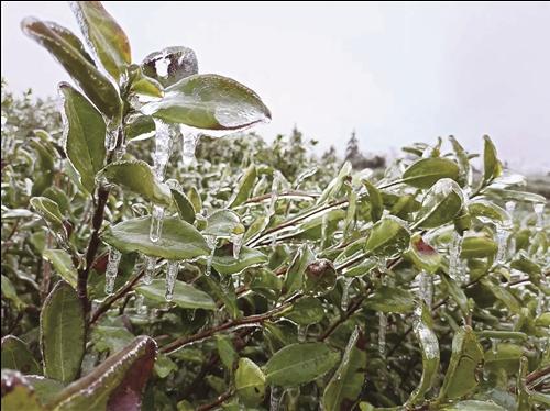遭遇寒潮，我市春茶采摘延遲 部分特早熟“烏牛早”茶葉受凍害