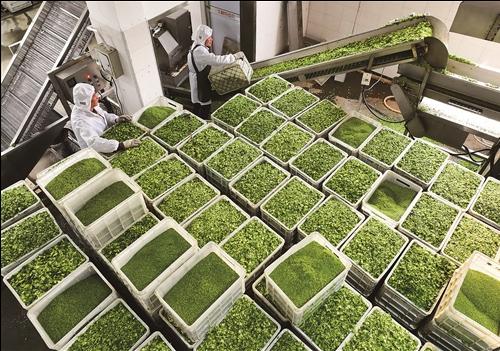 西藍花 外貿訂單多