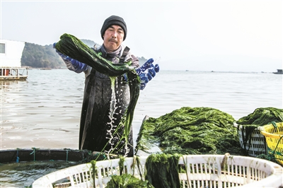 海苔迎來(lái) 采收旺季