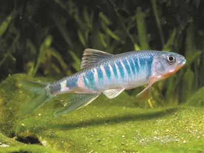 臨安 發(fā)現中國特有魚(yú)類(lèi)新物種